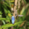 Boulder Opal Necklace with Emerald Accent