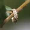 Gold Champagne Diamond Larger Ear Cuff