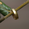 Hammered Gold Ear Cuff