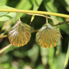 Citrine Scallop Earrings