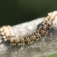 Yellow Gold Brown Diamond Bracelet Image